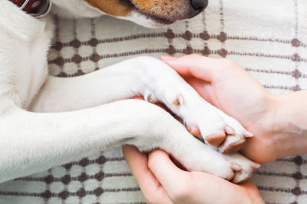 dog-healthy-paws-and-nails