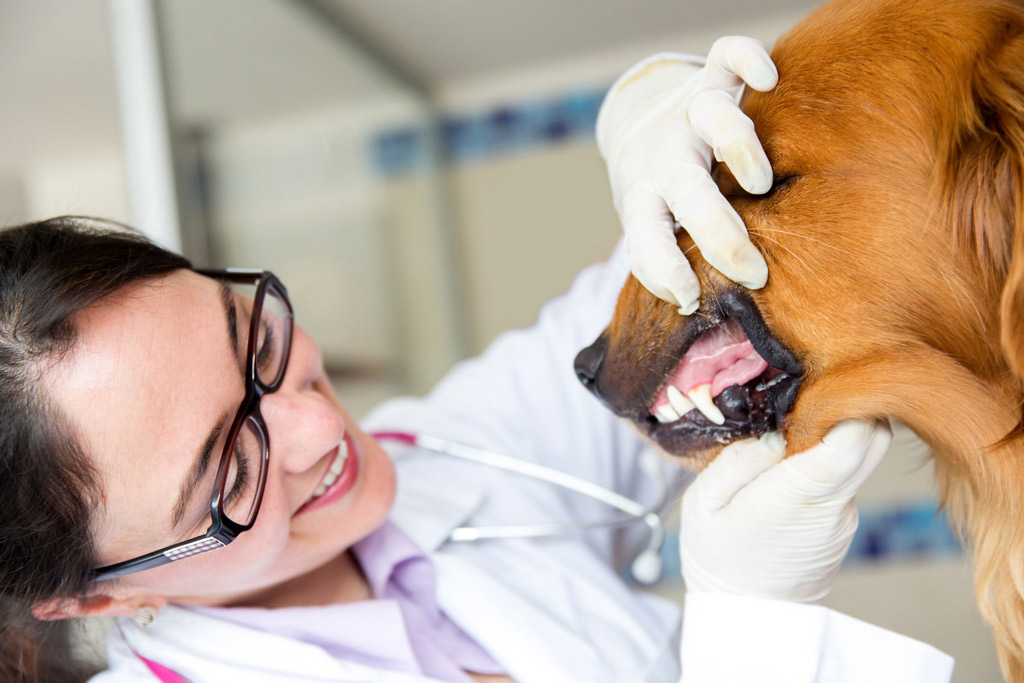 dog-healthy-teeth-and-gums