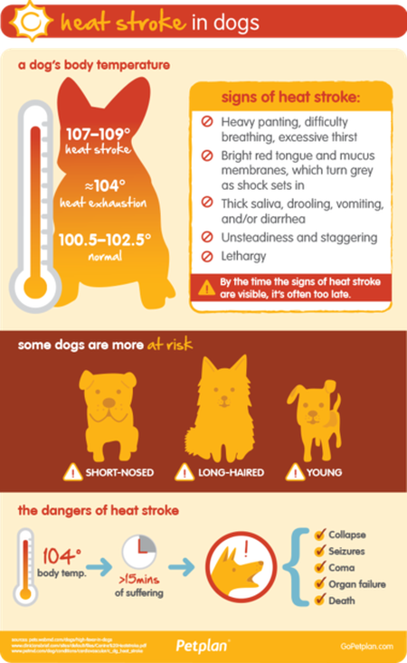 dog-heatstroke-risks