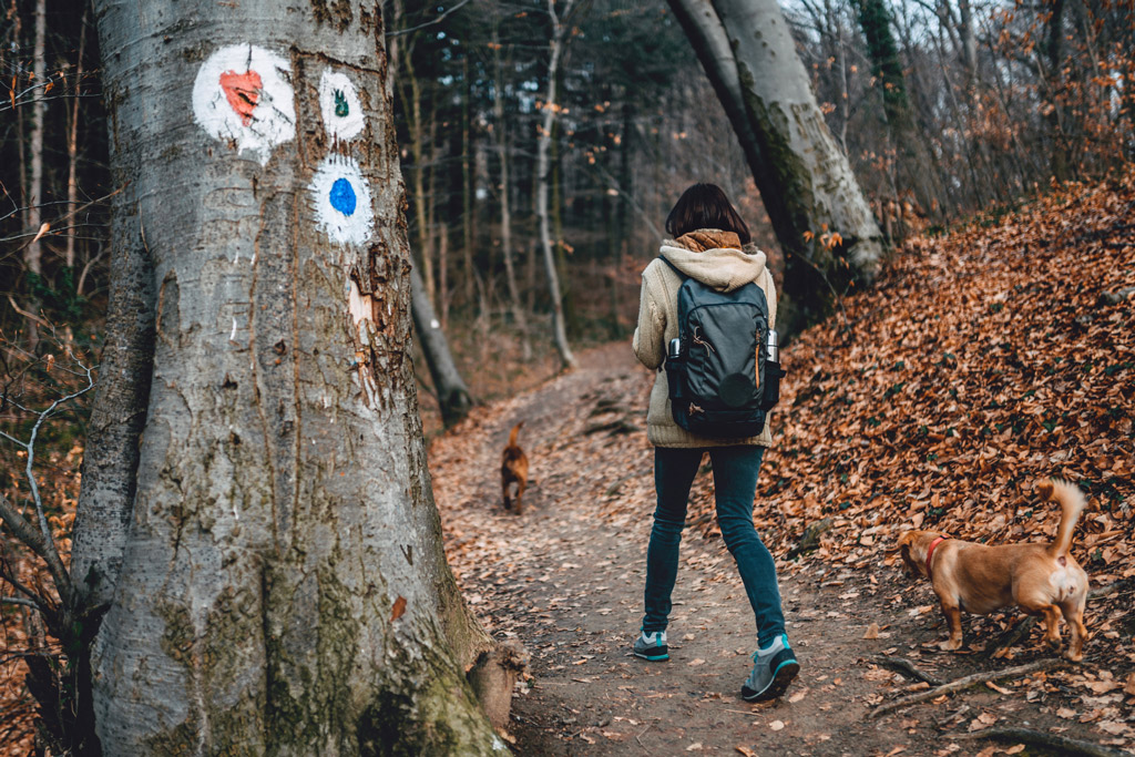 dog-hiking