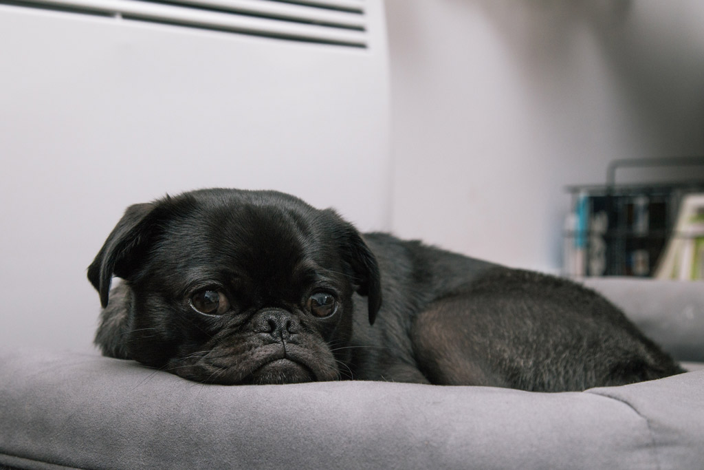 dog-in-bed-next-to-heater