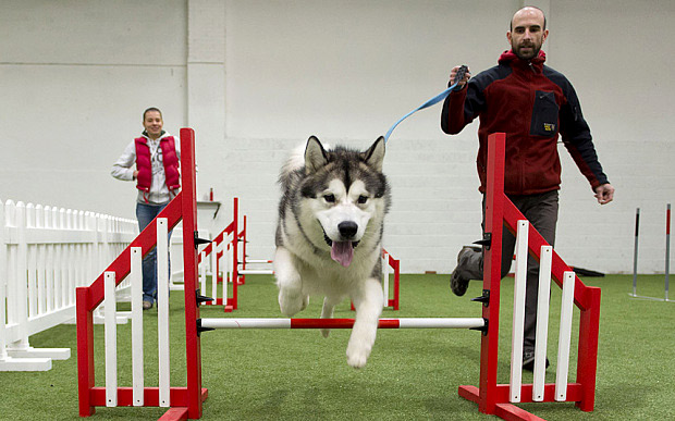 dog-indoor-park-cardiff