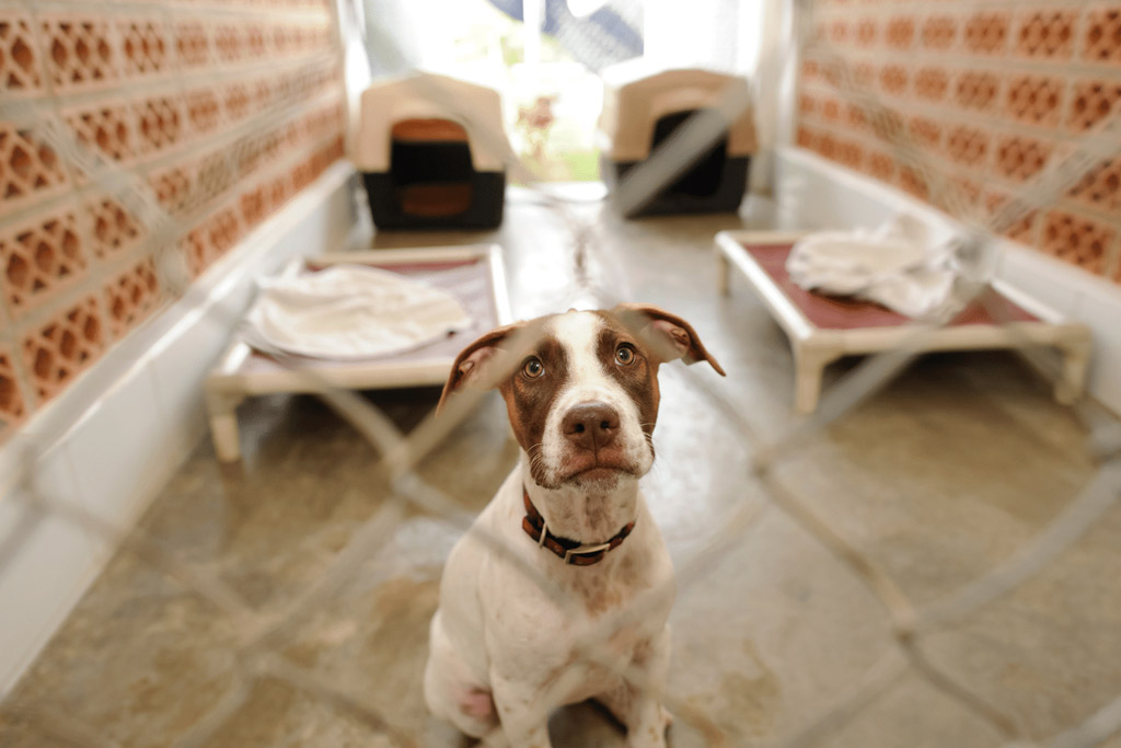 dog-kennel-boarding