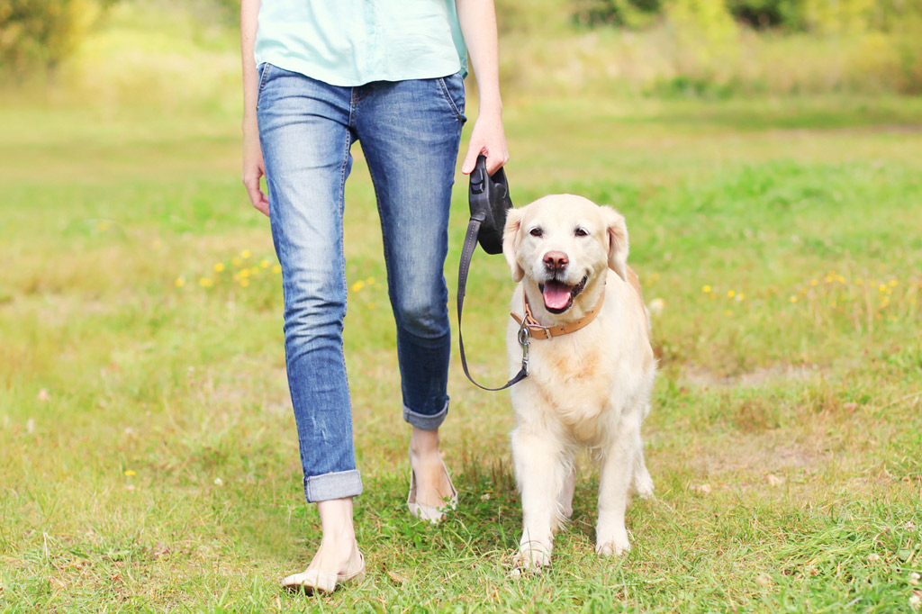 dog-leash-training