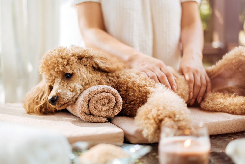 dog-massage