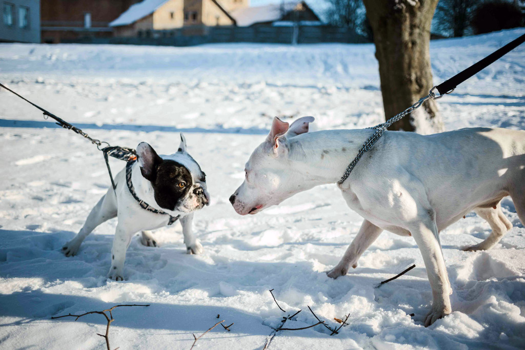 dog-meet-up