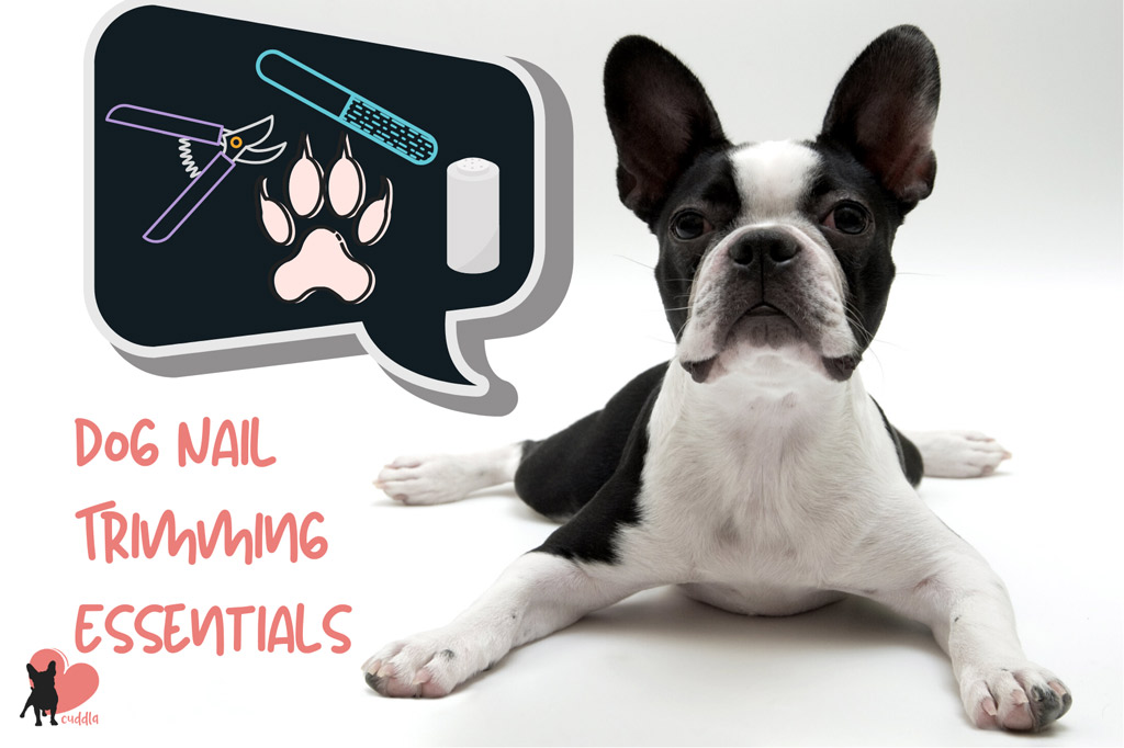 How to Cut Boston Terrier Nails