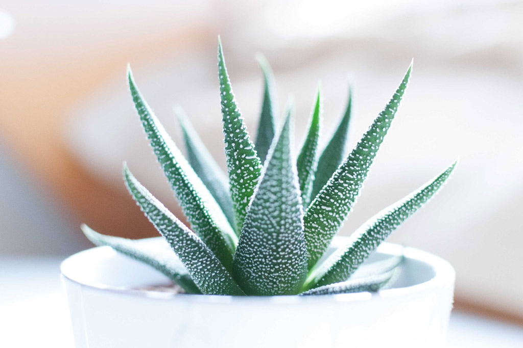 dog-natural-remedies-aloe-vera