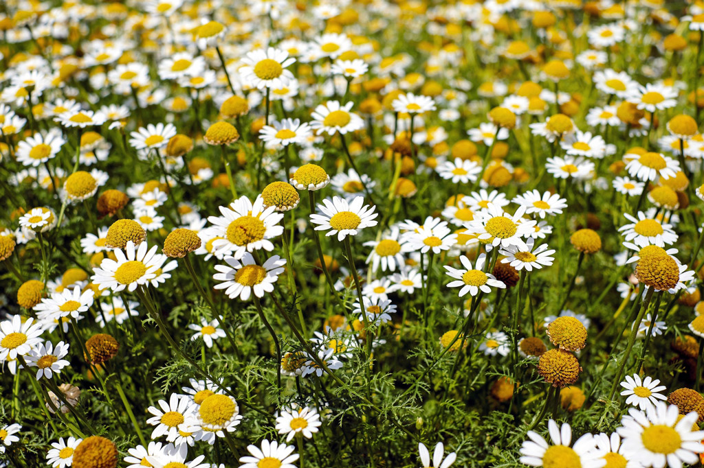 dog-natural-remedies-camomile