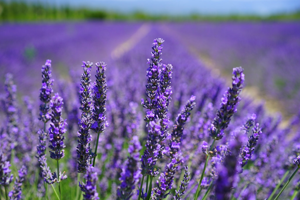 dog-natural-remedies-lavander