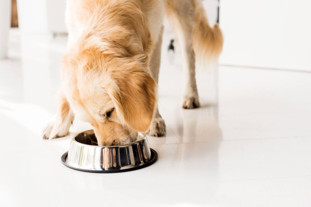 dog-nutrition-for-adult-dogs