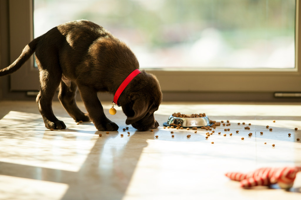 dog-nutrition-for-puppies