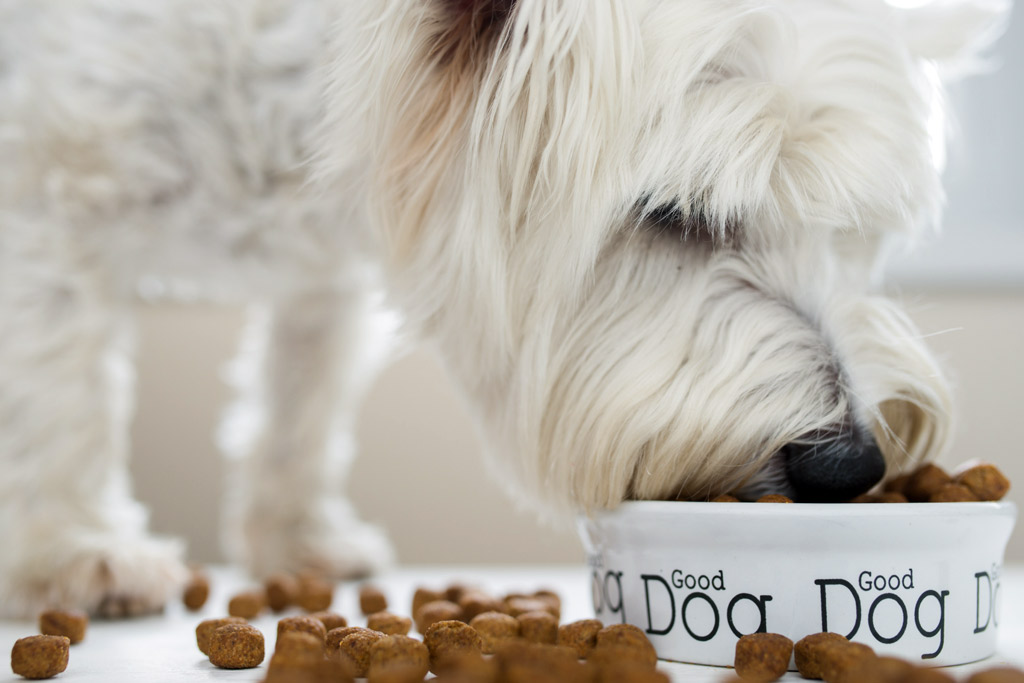 dog-nutrition-for-senior-dogs