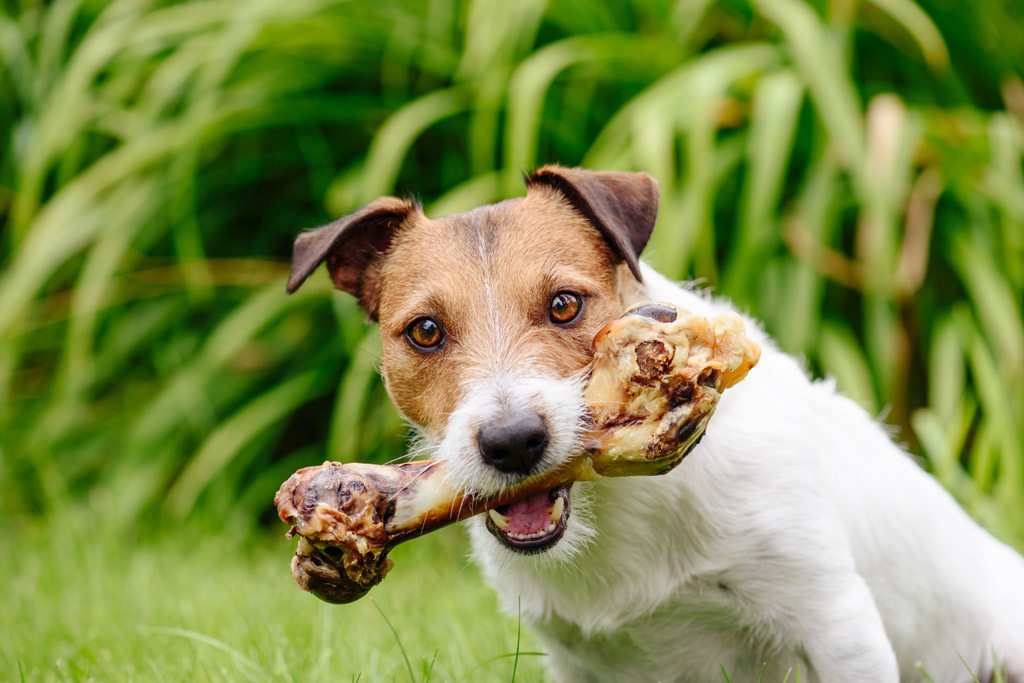 dog-nutrition-minerals