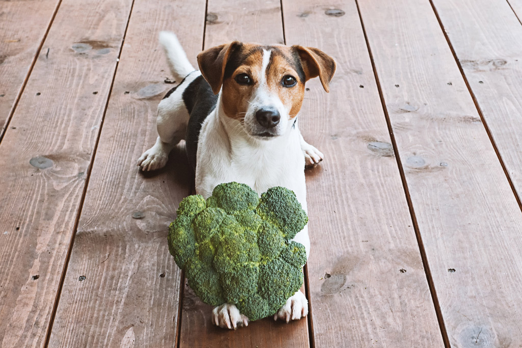 dog-nutrition-vitamins