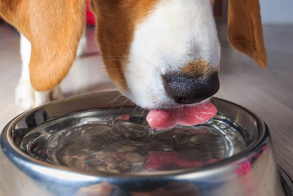 dog-nutrition-water