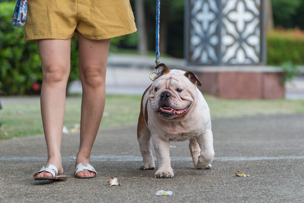 dog-obesity-control-with-exercise