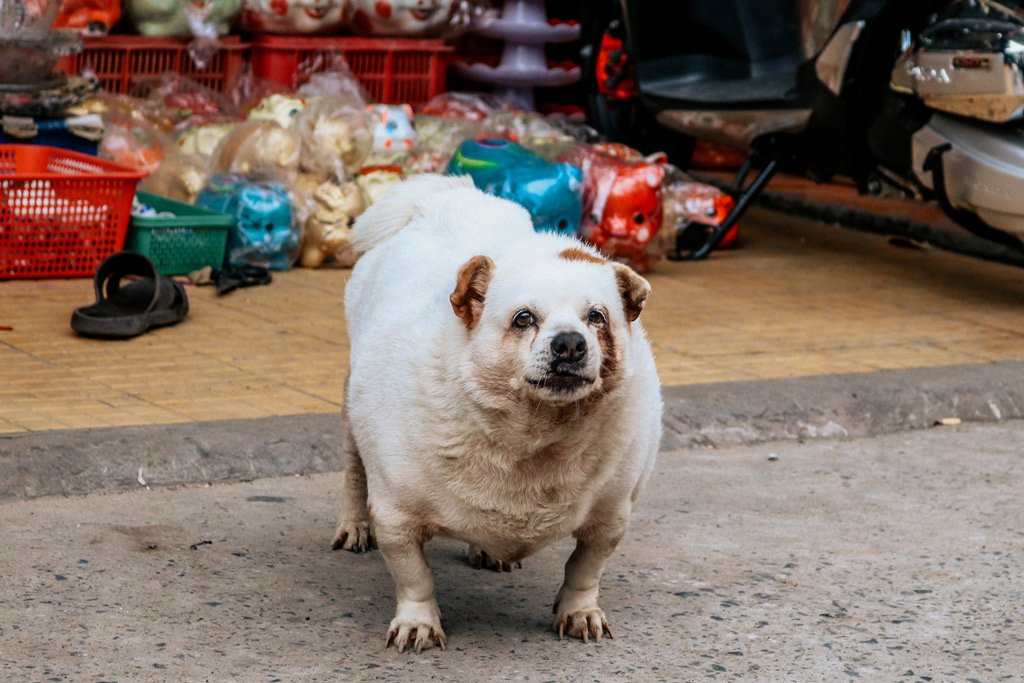 dog-obesity-problems