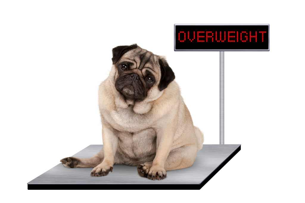 dog-on-scale-overweight