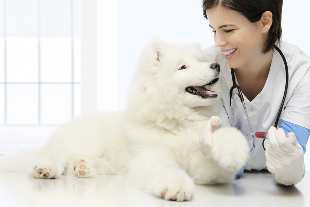 dog-parasite-prevention-at-vet