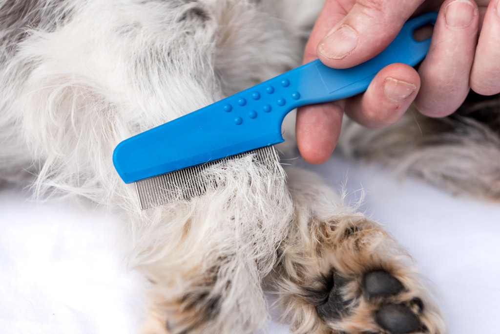 dog-parasites-flea-brush