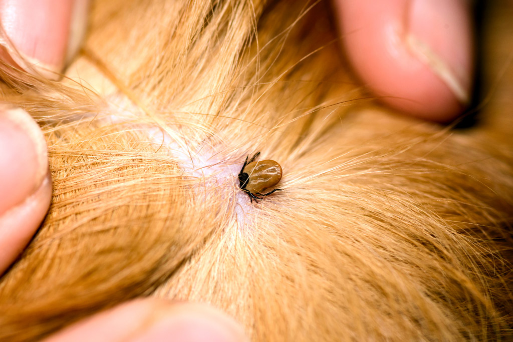 dog-parasites-tick