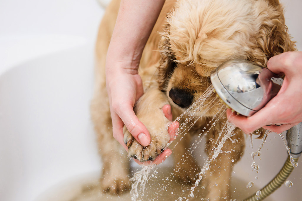 dog-paw-bath