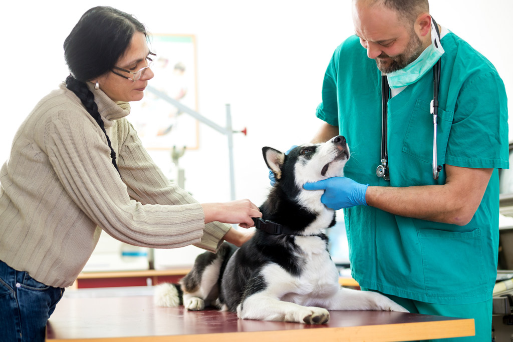 dog-physical-examination-schedule