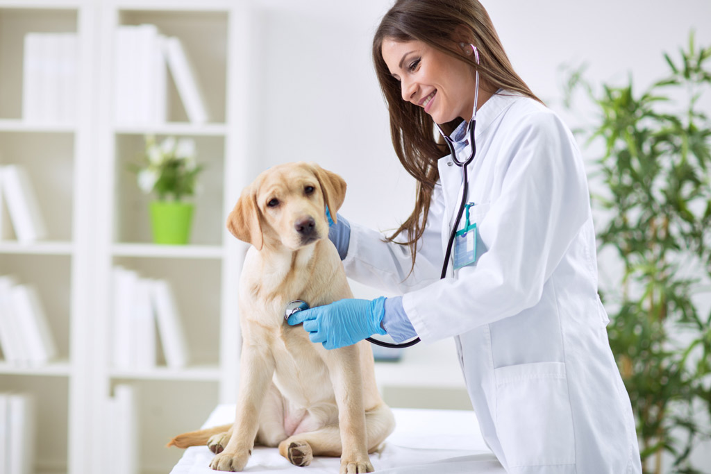 dog-physical-examination