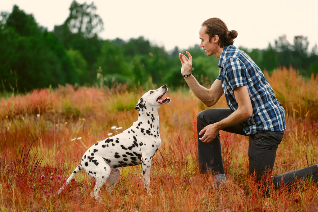 dog-play-brain-games