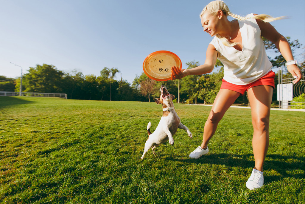 dog-play-fetch-frisbee