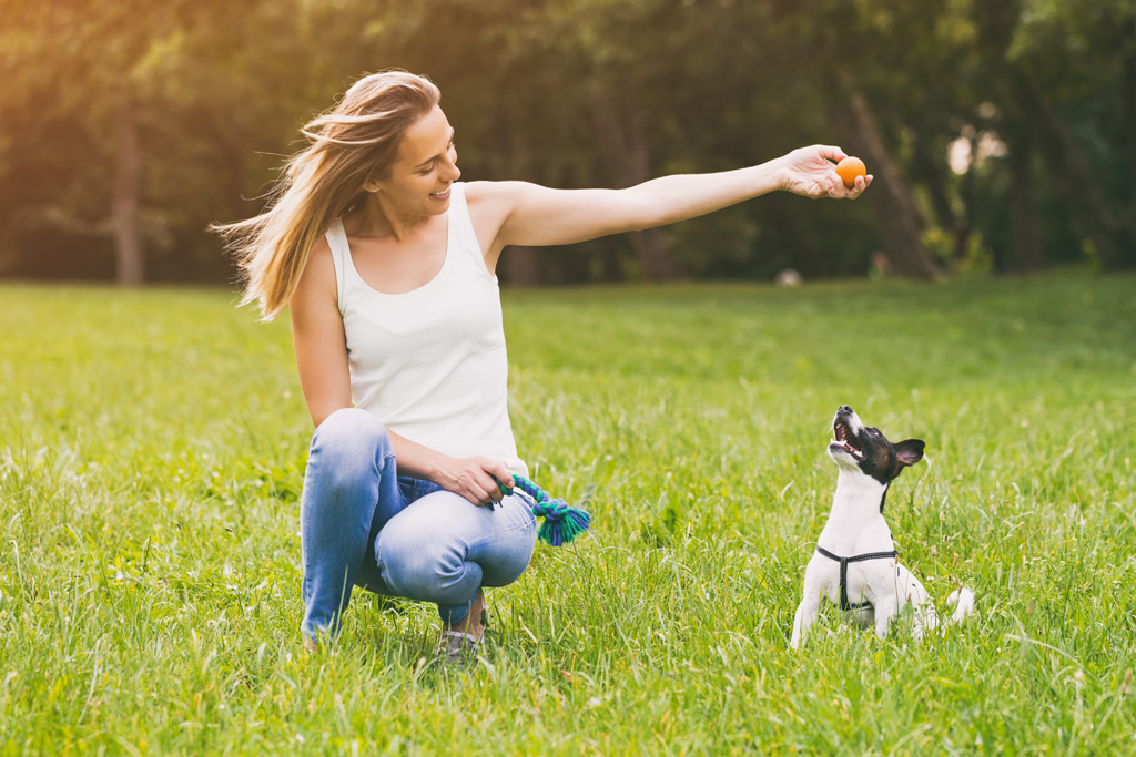 dog-play-training-practise