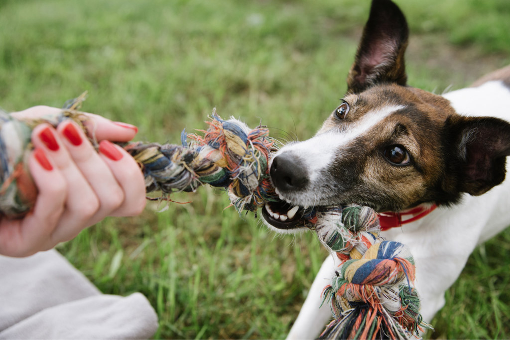 dog-play-tug-with-rope