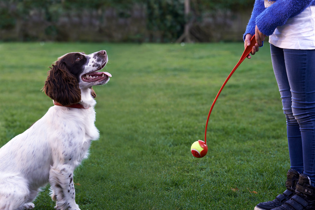 Dog Play: How to Keep Your Dog Physically and Mentally Active