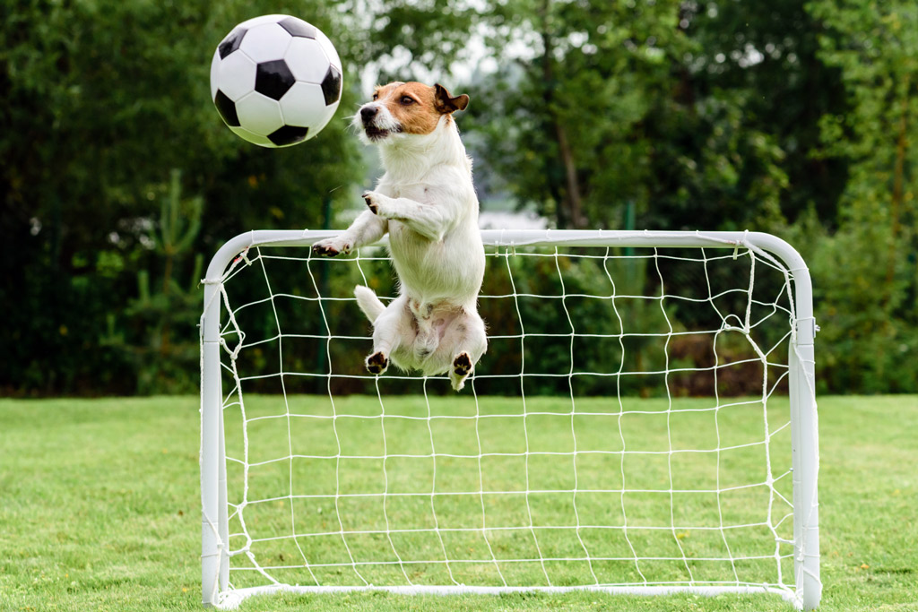 dog-playing-football