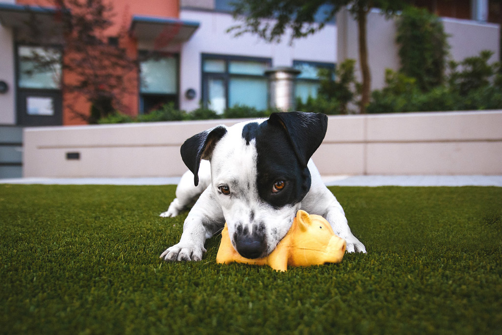 dog-playing-with-toy