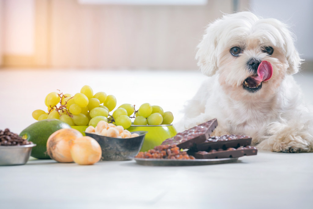 dog-poisoning-toxic-foods