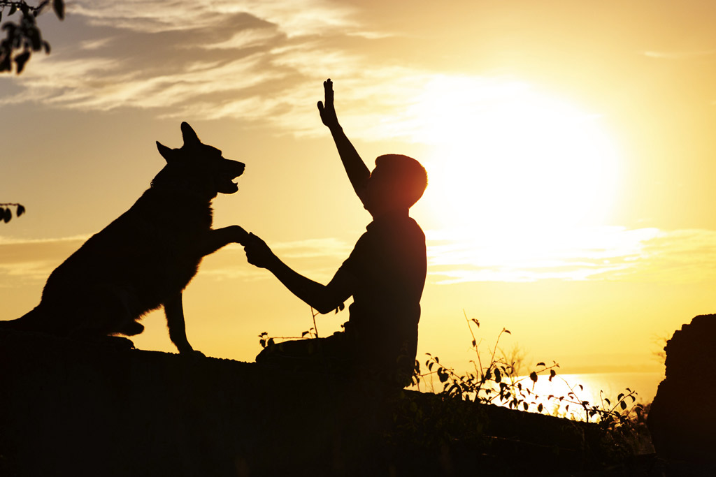 dog-positive-reinforcement-training-session