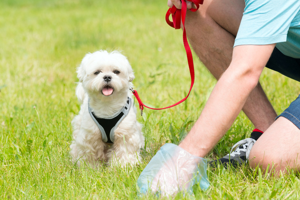 dog-potty-training