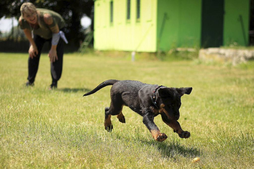 dog-puppy-playing-fetch