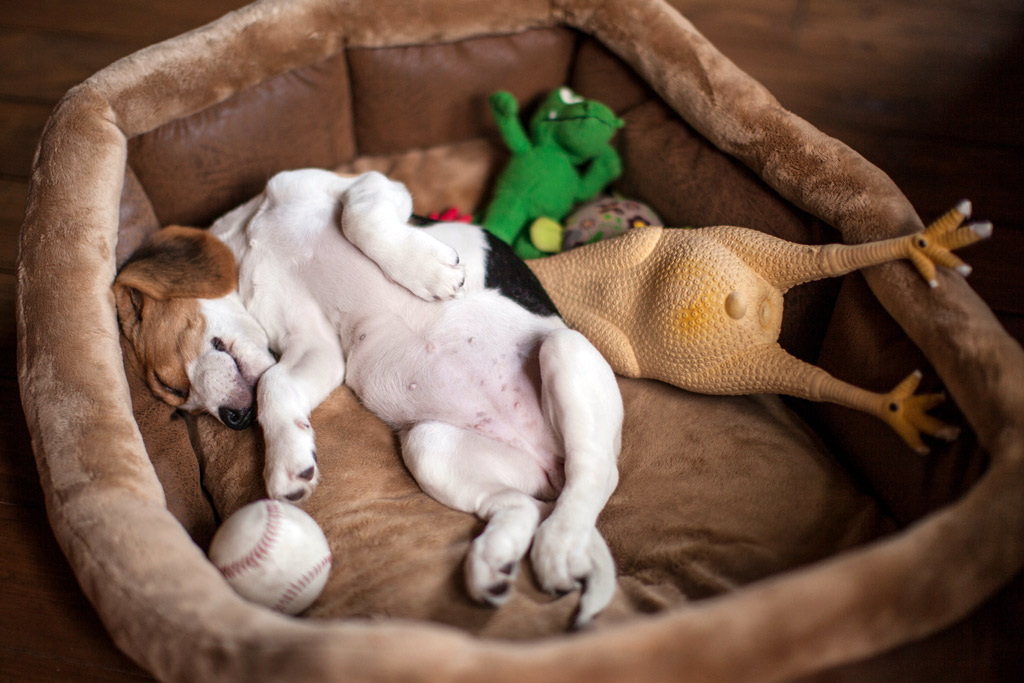 dog-quiet-zone-with-bed