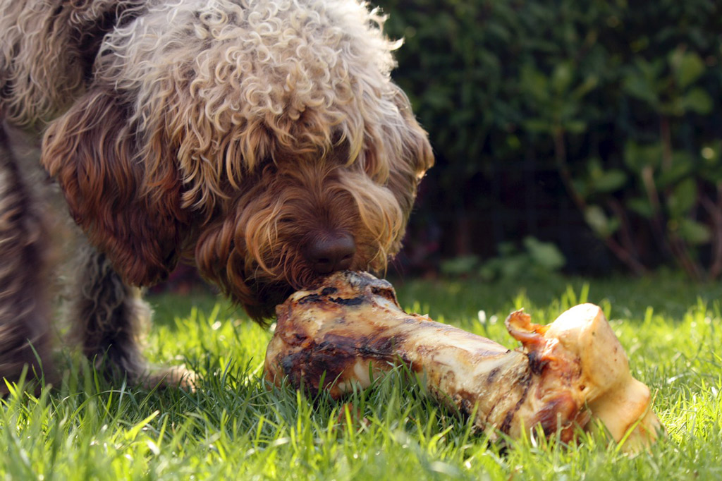 dog-raw-food-bone