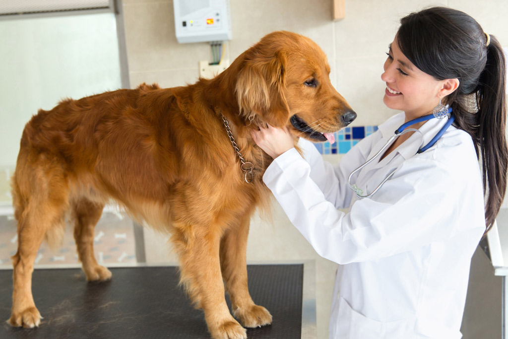 dog-regular-visits-to-vet