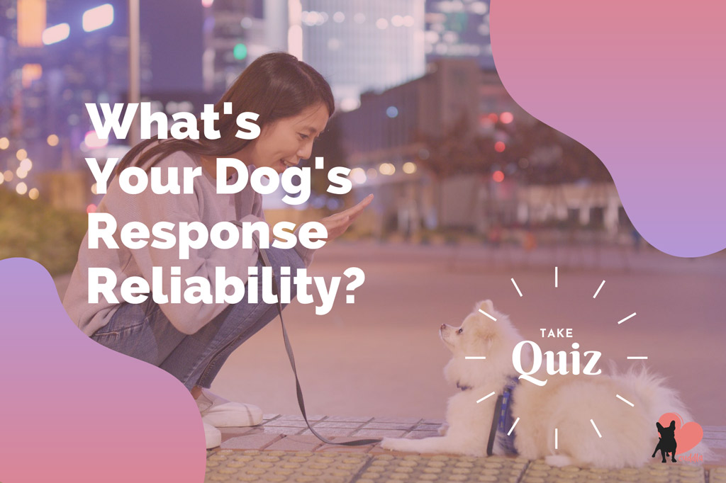 dog-response-quiz