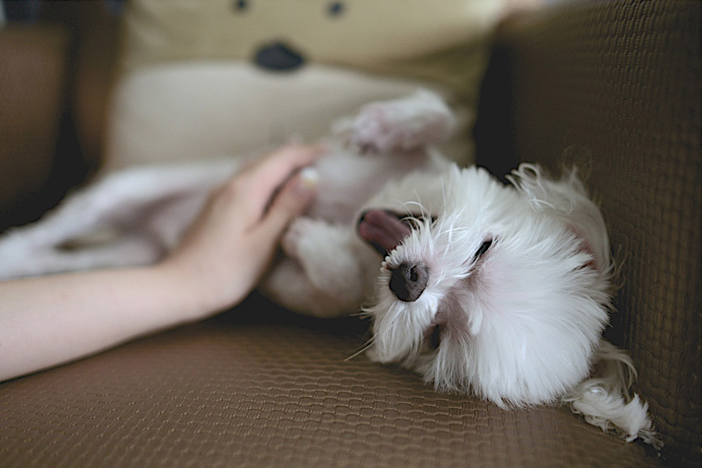 dog-rolling-body-language