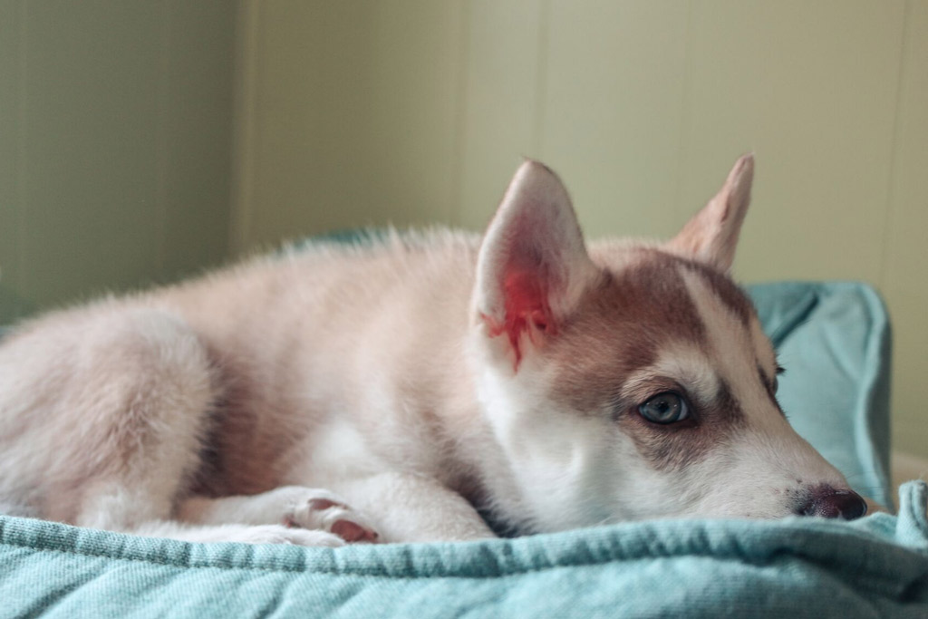 dog-safe-zone-bed