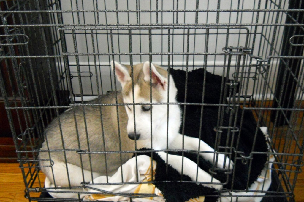 dog-safe-zone-crate