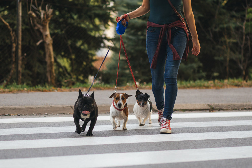 dog-sitter-and-walker