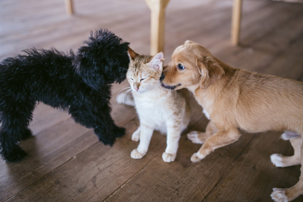 dog-sitter-in-home