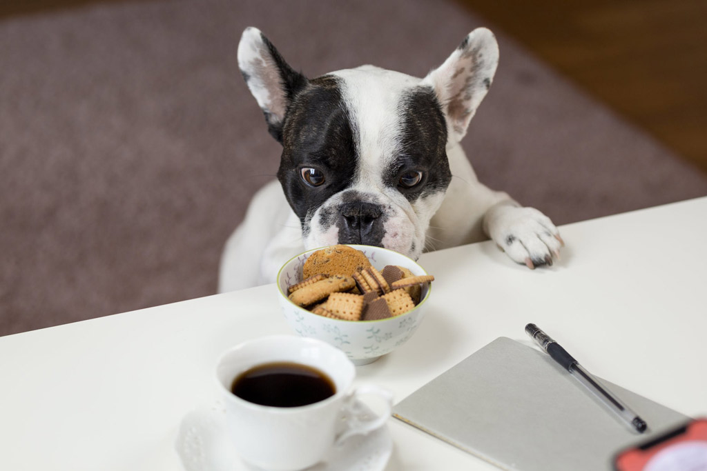 dog-sneaking-food